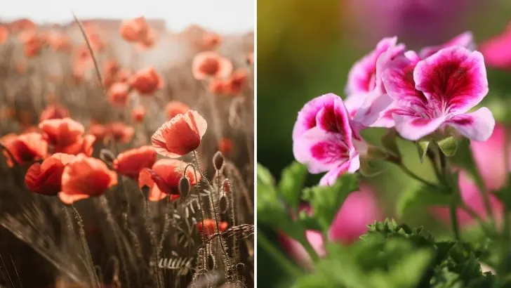 Diese 8 Unglückspflanzen sollten Sie auf keinen Fall ins Haus bringen