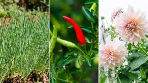 Diese Gemüsesorten und Blumen sollten Sie im März pflanzen