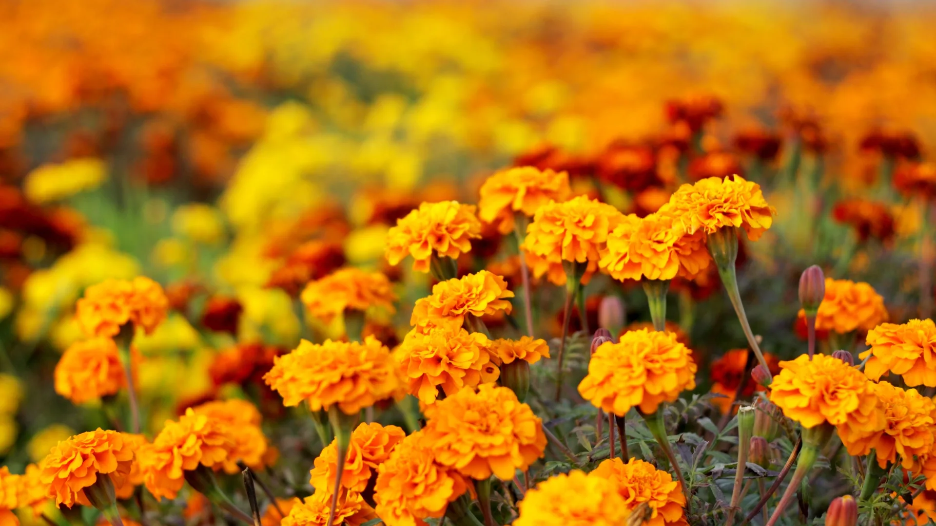 Diese Tagetes-Sorten sollte man unbedingt meiden!