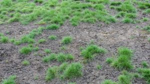 Diese schnell ausbreitende Krankheit kann Ihren Rasen in kürzester Zeit ruinieren