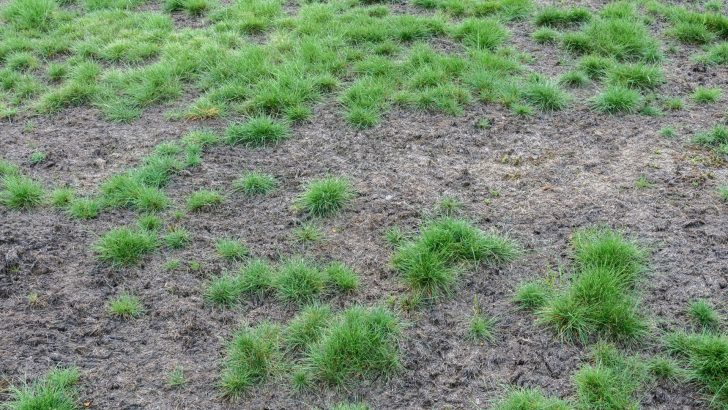 Diese schnell ausbreitende Krankheit kann Ihren Rasen in kürzester Zeit ruinieren!