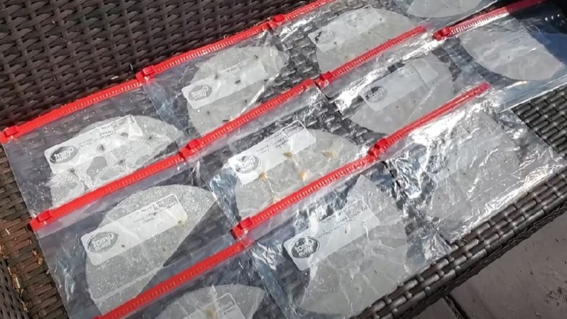 Dieser erstaunliche Hack mit Kaffeefiltern macht das Anpflanzen von Samen zu einer unglaublich einfachen Aufgabe