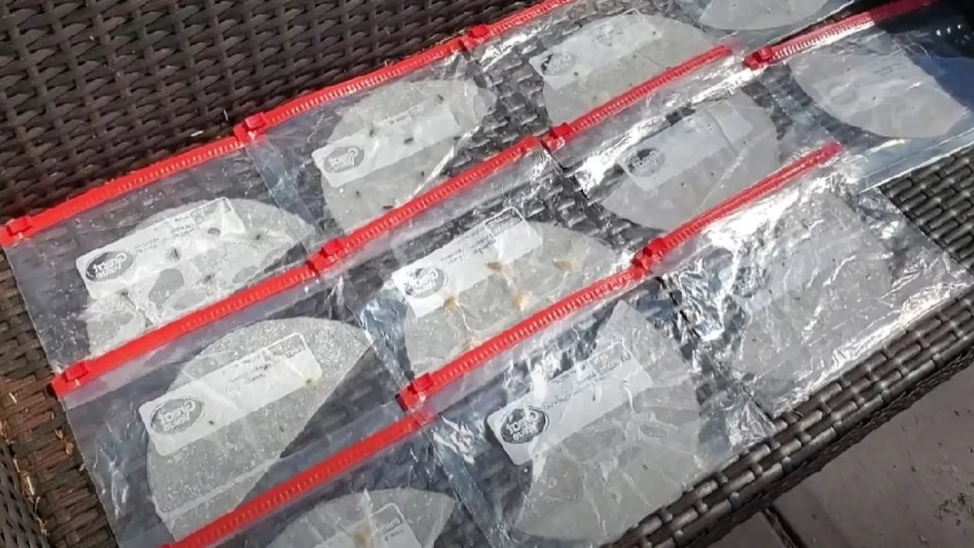 Dieser erstaunliche Hack mit Kaffeefiltern macht das Anpflanzen von Samen zu einer unglaublich einfachen Aufgabe