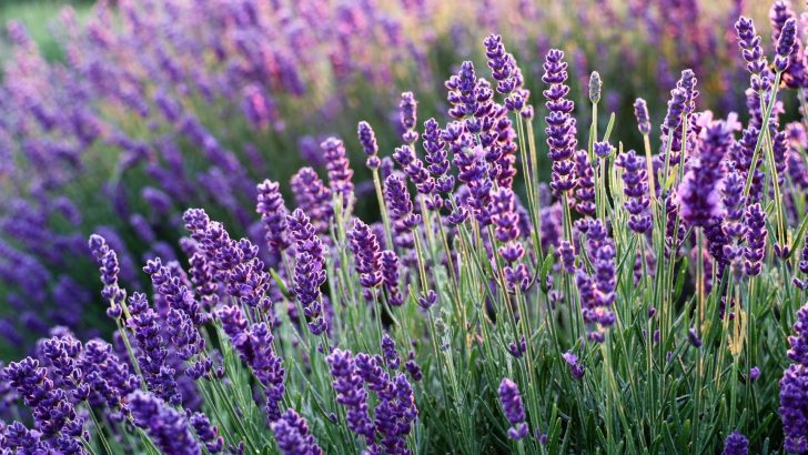 Einfache Schritte, um Ihren Lavendel wieder zum Leben zu erwecken