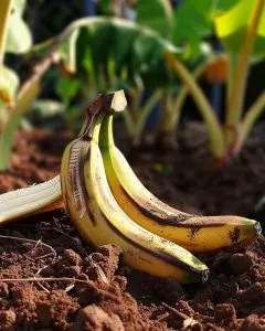 Hör auf, Bananenschalen wegzuwerfen.Hier sind 8 effektive Möglichkeiten, sie im Garten zu verwenden