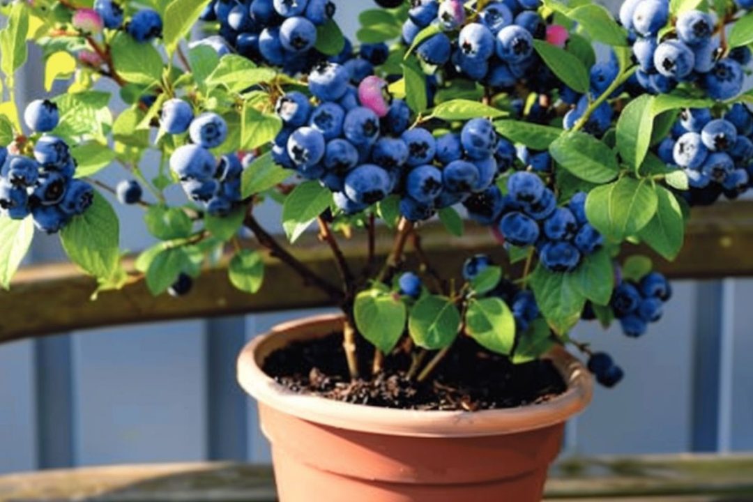 12 Pflanzen, die Kaffeesatz absolut lieben