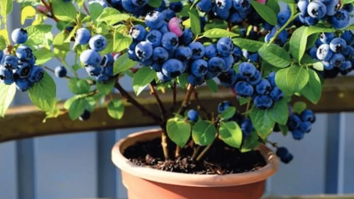 Hör auf, Blaubeeren zu kaufen. Nutze diese cleveren Methoden, um einen nie endenden Vorrat zu erhalten