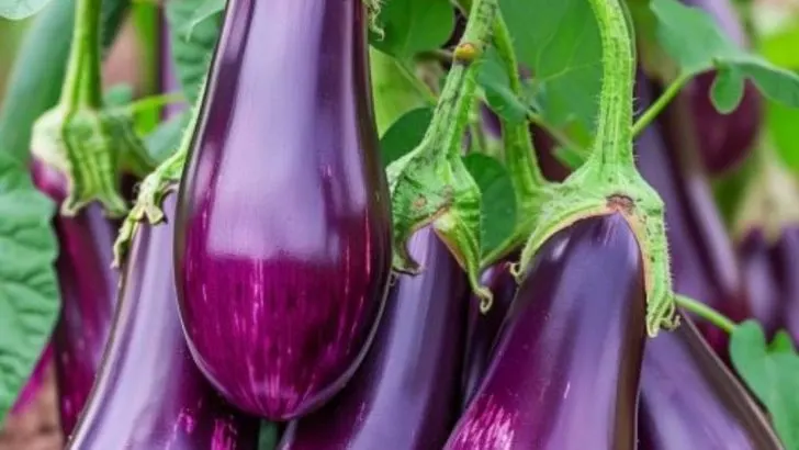 Kaufen Sie nie wieder Auberginen. Mit diesen 10 Schritten können Sie einen fruchtbaren Auberginengarten anlegen.