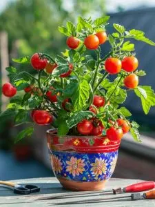 Kultivieren Sie die größten Tomaten in einem Topf mit diesem praktischen Anbauplan