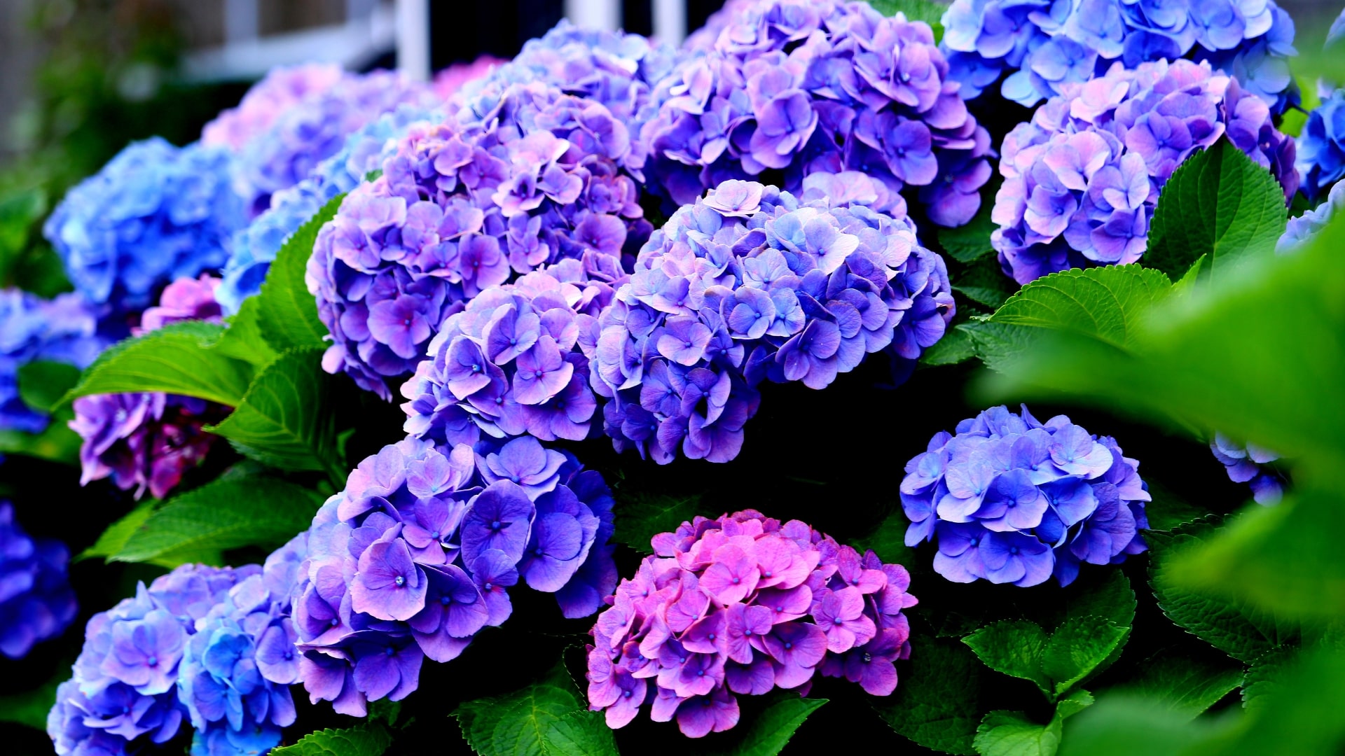 Machen Sie diese 5 Dinge mit Ihren Hortensien im Frühling und sie werden mehr Blüten produzieren