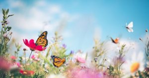 Mit diesen 10 Pflanzen verwandeln Sie Ihren Garten in ein Schmetterlingswunderland