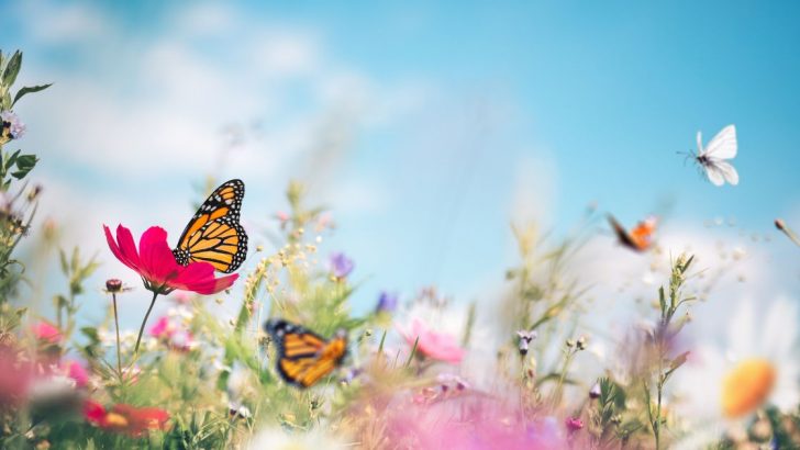Mit diesen 10 Pflanzen verwandeln Sie Ihren Garten in ein Schmetterlingswunderland