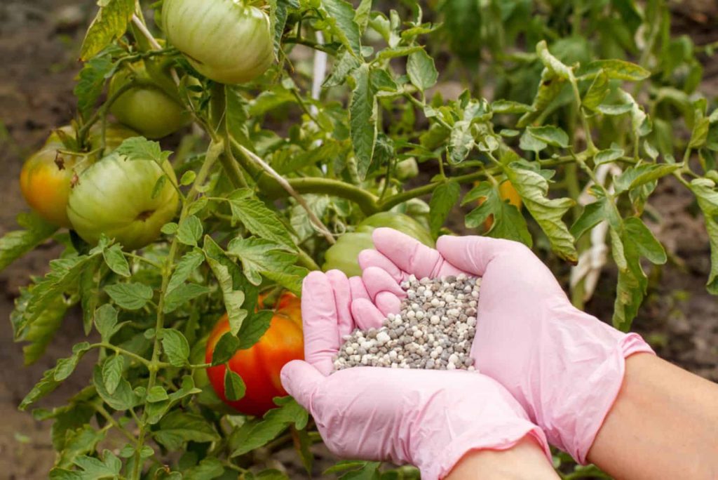 Mit diesen Tipps zur Düngung erhalten Sie die größten Tomaten