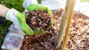 Möchten Sie gesündere Pflanzen Vermeiden Sie diese 7 Mulch-Fehler
