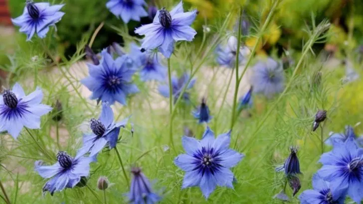 Pflanzen Sie diese 12 Sorten einmal und lassen Sie sie überall in Ihrem Garten aussäen