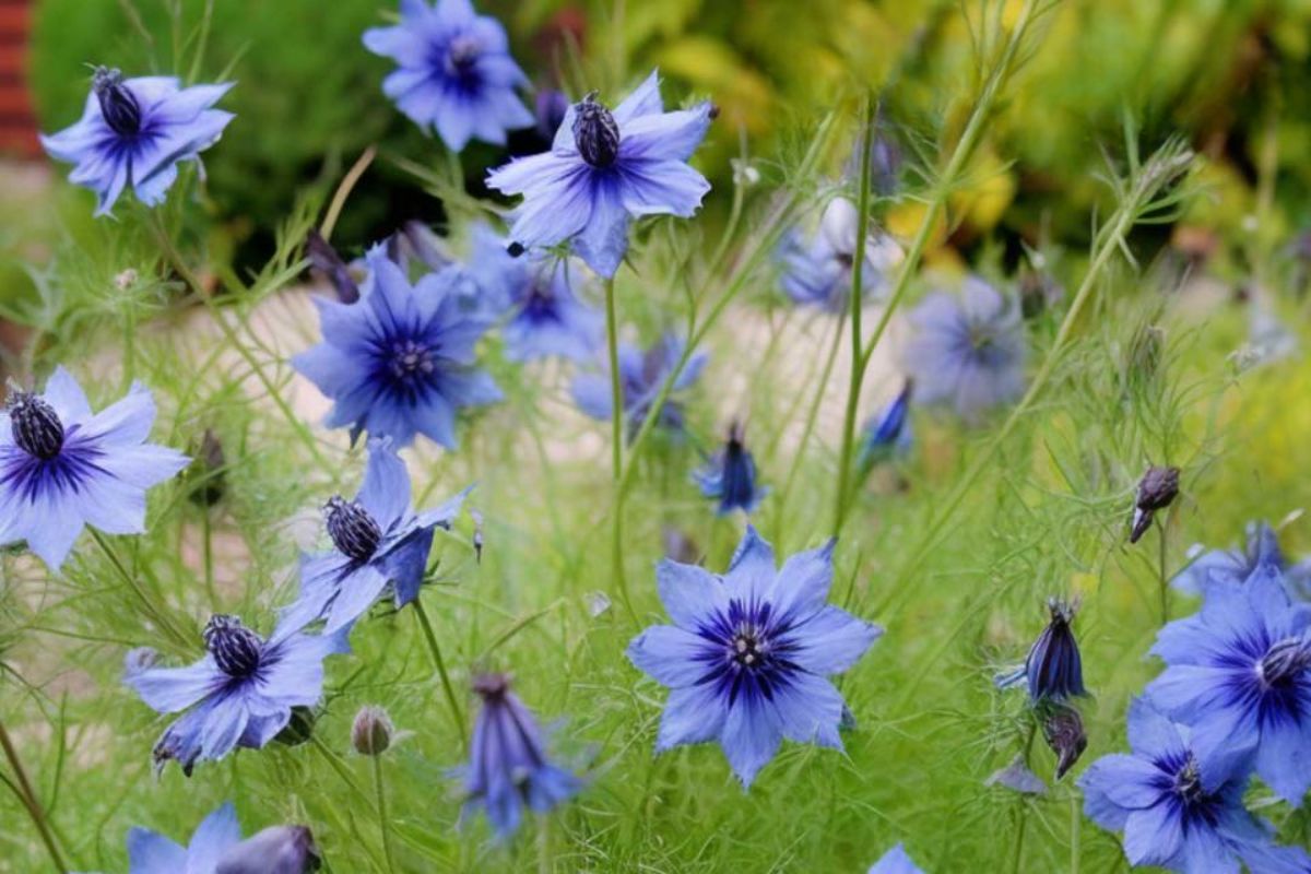 Pflanzen Sie diese 12 Sorten einmal und lassen Sie sie überall in Ihrem Garten aussäen