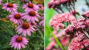 Pflanzen Sie diese 6 absolut wunderschönen Blumen im Frühling für eine umwerfende Pracht die ganze Saison über