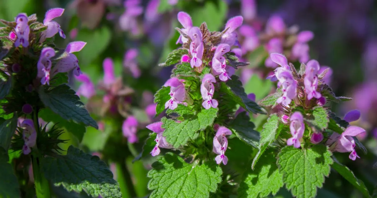 Purpurrote Taubnessel im Fr&uuml;hling sammeln und verwenden