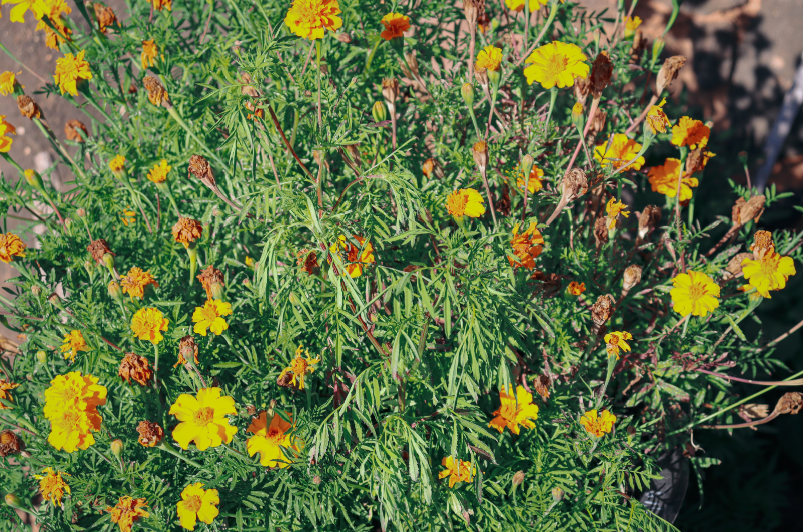 Ringelblumenpflanze mit gelben Blüten