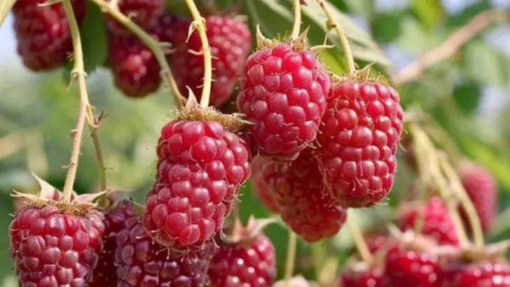 Sagen Sie nein zu gekauften Himbeeren. Nutzen Sie diese 10 Methoden für einen fruchtbaren Himbeerstrauch.