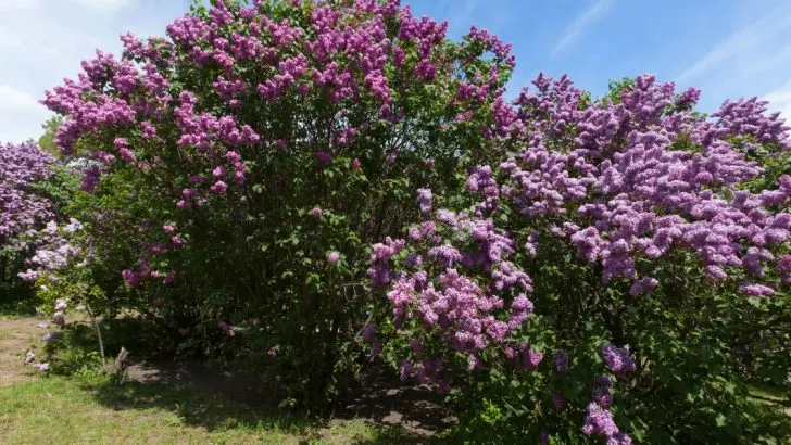 Schritt-für-Schritt-Anleitung für den Anbau von Flieder für prächtige Blüten im Frühjahr