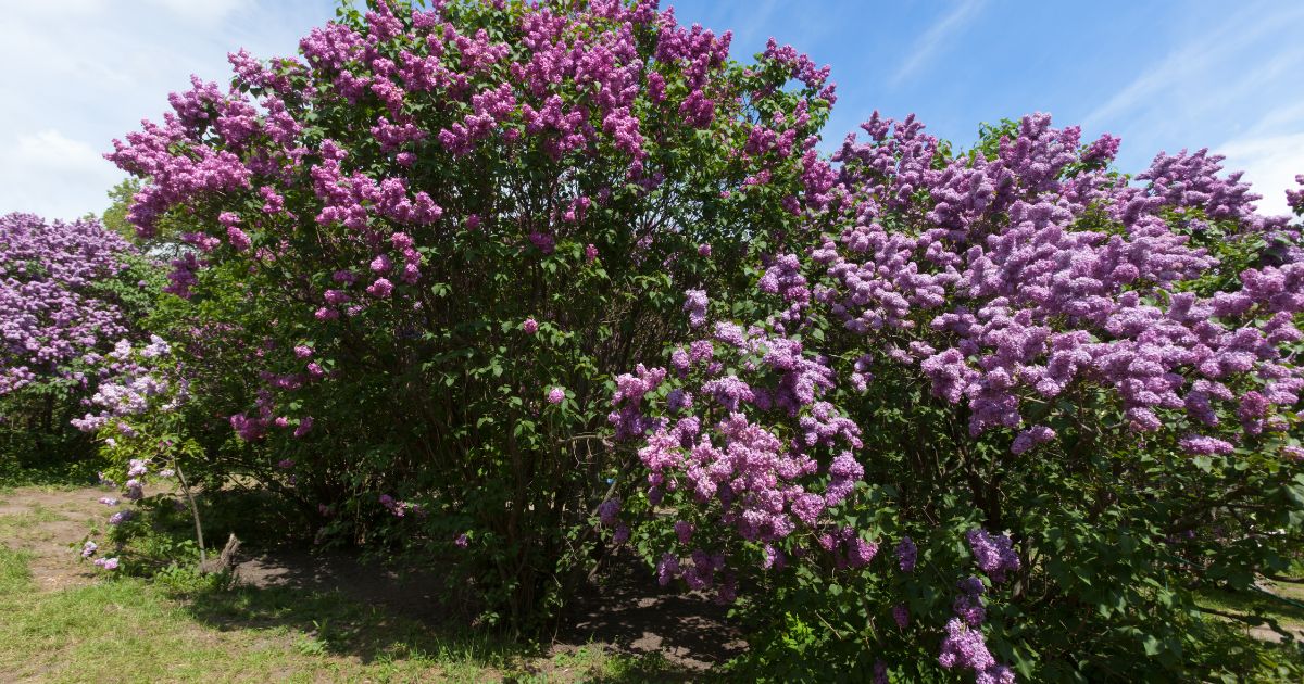 Schritt-für-Schritt-Anleitung für den Anbau von Flieder für prächtige Blüten im Frühjahr