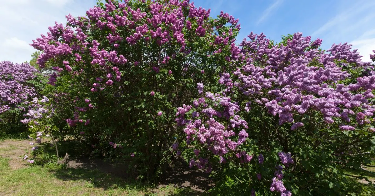 Schritt-für-Schritt-Anleitung für den Anbau von Flieder für prächtige Blüten im Frühjahr