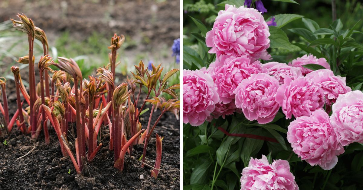 So düngen Sie Pfingstrosen im Frühjahr für große Blüten