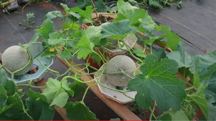 So züchtet man Cantaloupe-Melonen in 5-Gallonen-Eimern