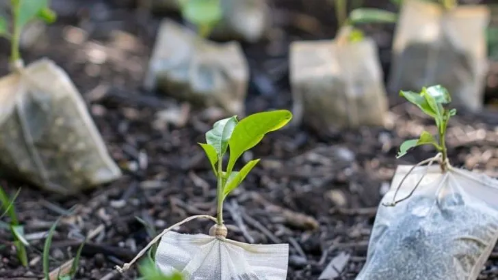 Teebeutel sind die Nährstoffquelle für Gärtner. Hier ist der Grund dafür.