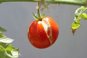 Teilen sich Ihre Tomaten auch? Hier erfahren Sie, warum es spaltet und wie Sie es beheben können