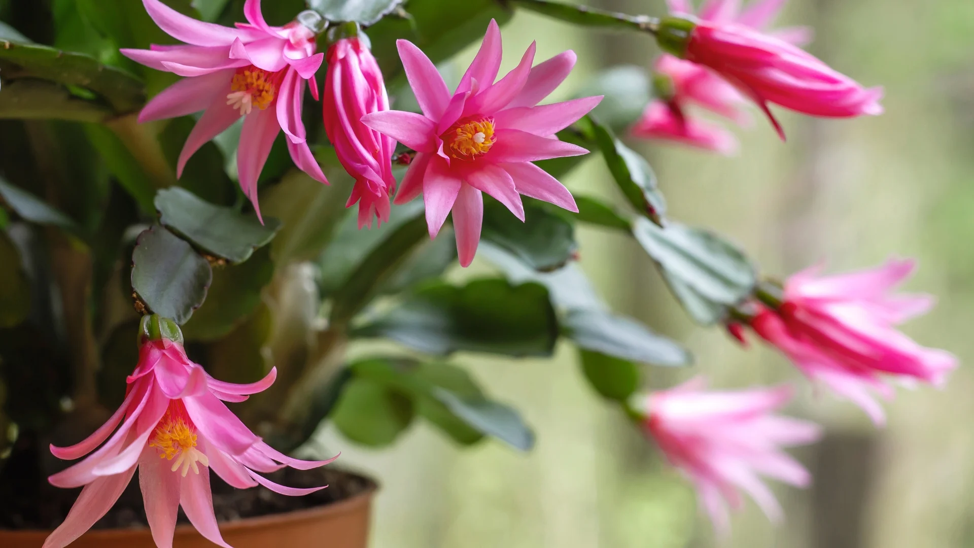 Tipps zum Auslösen der Osterkaktus-Blüte
