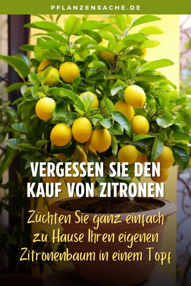 Vergessen Sie den Kauf von Zitronen. Züchten Sie ganz einfach zu Hause