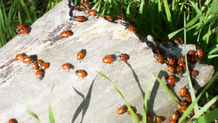 Warum Marienkäfer Ihren Garten übervölkern sollen und wie Sie sie anlocken können