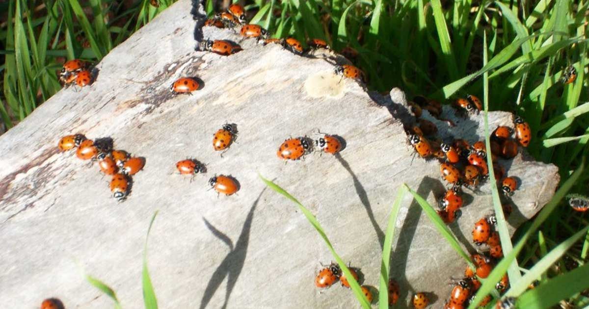 Warum Marienkäfer Ihren Garten übervölkern sollen und wie Sie sie ...