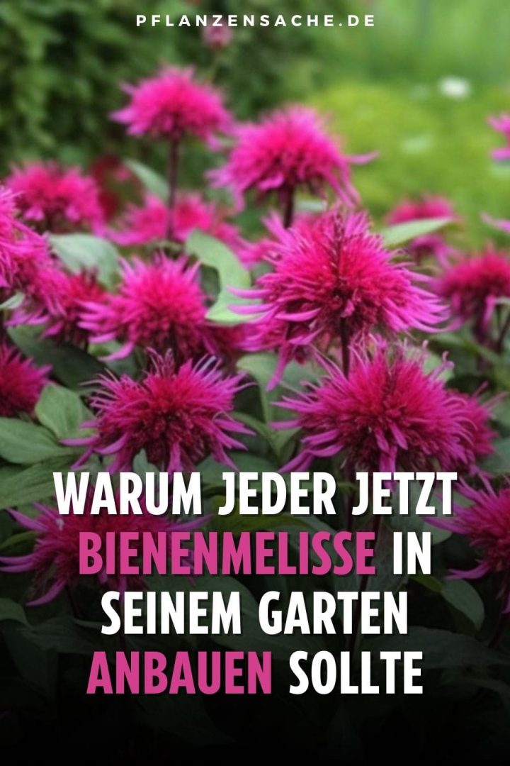 Warum jeder jetzt Bienenmelisse in seinem Garten anbauen sollte
