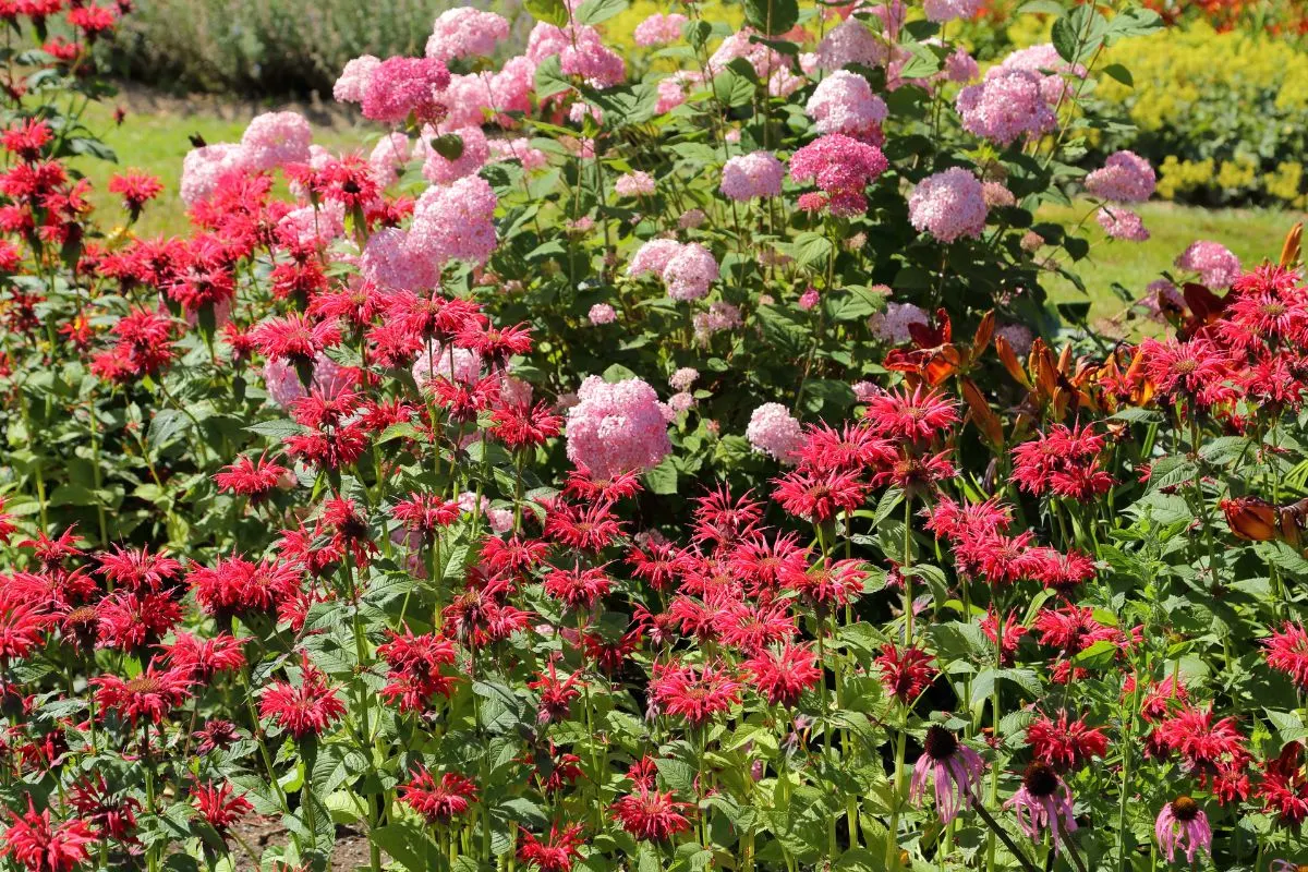 Warum jeder jetzt Bienenmelisse in seinem Garten anbauen sollte