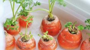 Warum und wie man Karotten aus Karottenspitzen anbaut