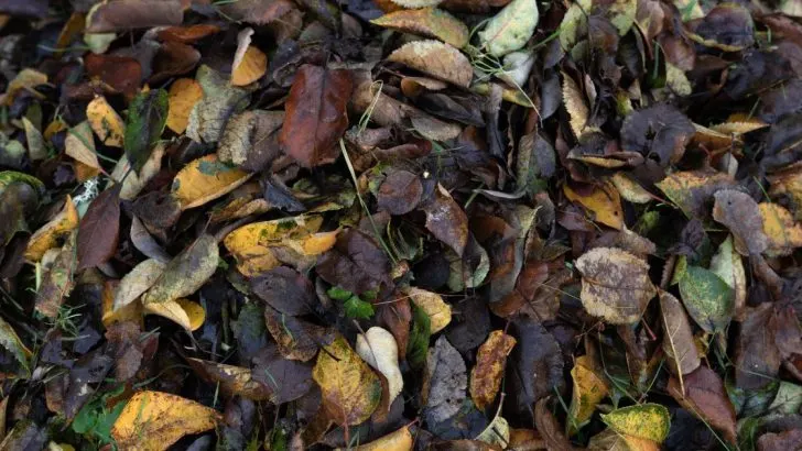 Zum ersten Mal im eigenen Garten. Was soll ich mit den ganzen abgefallenen Blättern auf dem Boden machen?