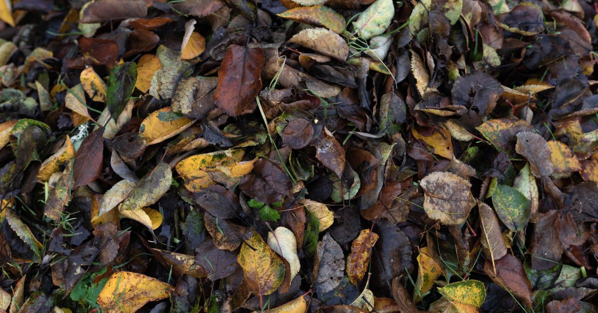 Was soll ich mit den ganzen abgefallenen Blättern auf dem Boden machen