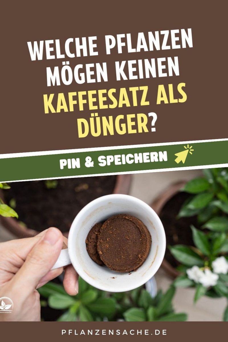 Welche Pflanzen Mögen Keinen Kaffeesatz Als Dünger?