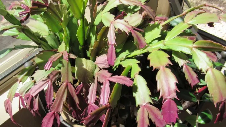 Wenn Ihre Zimmerpflanzen lila werden, sind diese 4 Dinge daran schuld