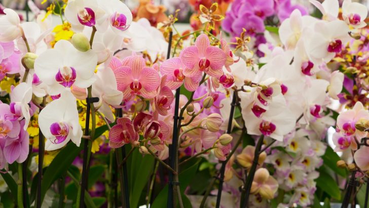 Wie lange leben Orchideen? Wir verraten Ihnen die Lebenszeit dieser exotischen Blumen!