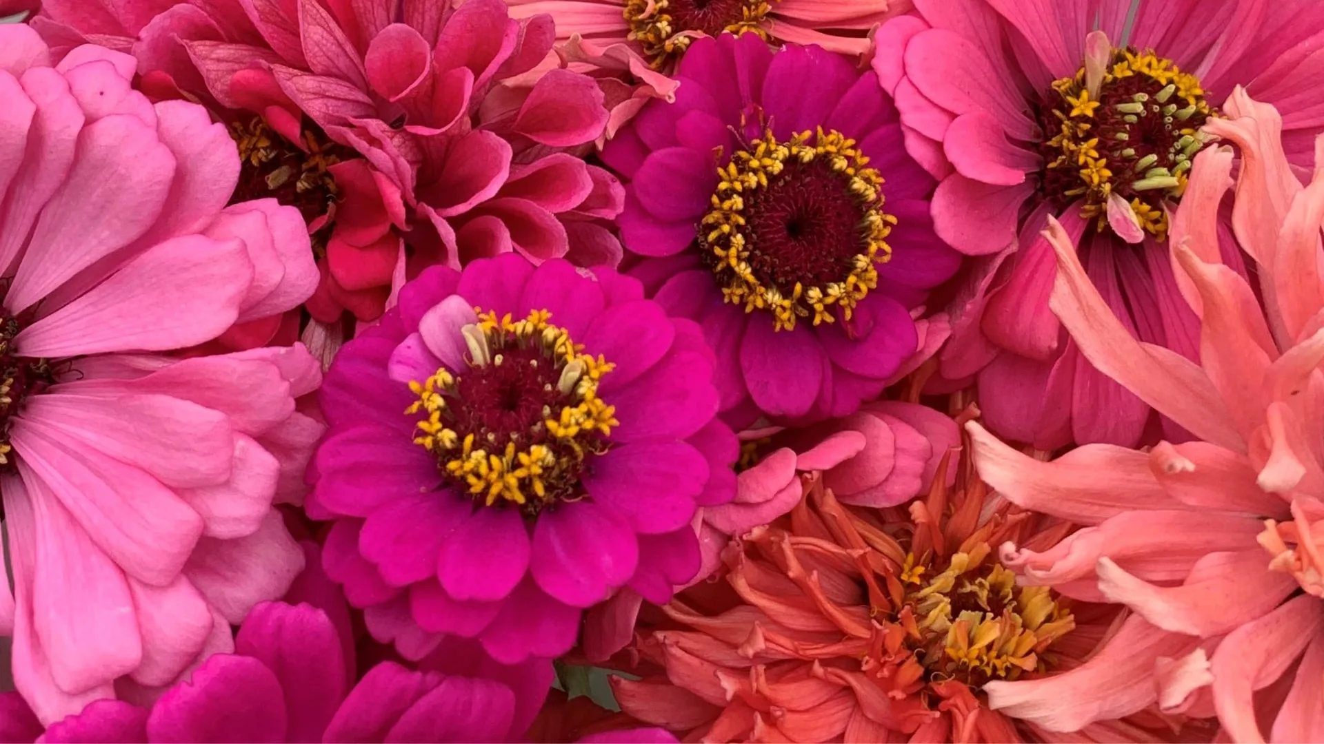 Wie man Zinnienblumen pflanzt und anbaut