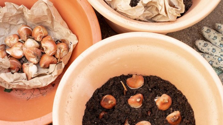 Wie man eine Zwiebel Lasagne pflanzt – Schichten von Blumenzwiebeln für endlose Frühlingsblüten