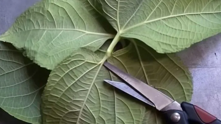 Züchten Sie Hortensien aus Stammstecklingen mit dieser praktischen Anleitung