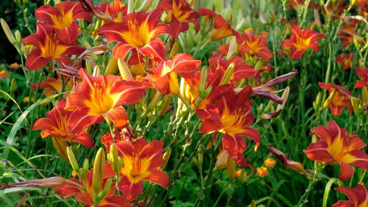 Züchten Sie mit Hilfe dieser Schritt-für-Schritt-Anleitung die schönsten Taglilien in Ihrem Wohnblock