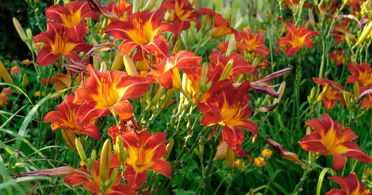 Züchten Sie mit Hilfe dieser Schritt-für-Schritt-Anleitung die schönsten Taglilien in Ihrem Wohnblock