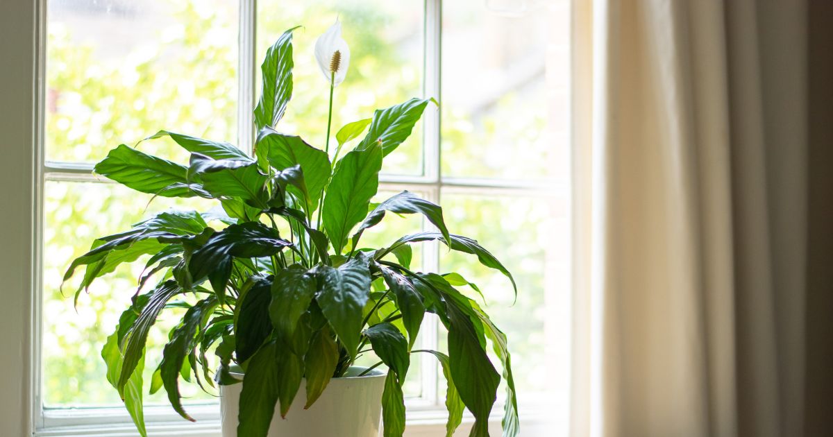 Züchten Sie mit dieser Schritt-für-Schritt-Anleitung eine blühende Friedenslilie zu Hause