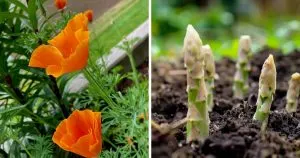 10 Gartenarbeiten im April - Jetzt wird gepflanzt